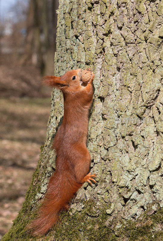 欧亚红松鼠(Sciurus vulgaris)